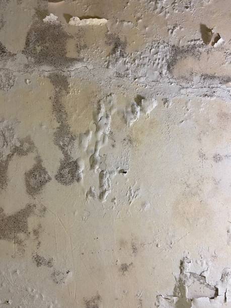 Best Crawl Space Mold Removal  in Piedmont, AL